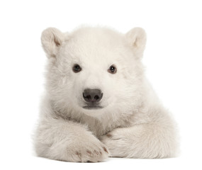 Polar bear cub, Ursus maritimus, 3 months old, lying