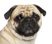 Pug, 3 Years Old, Sitting Against White Background