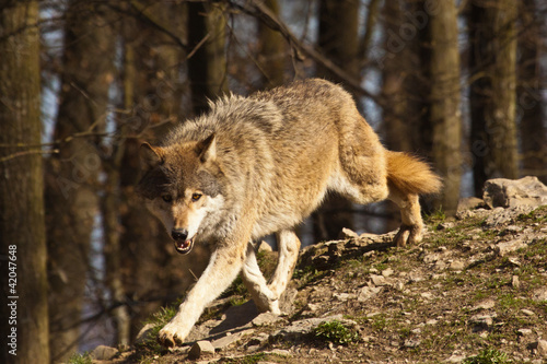 Board z aluminiowym obramowaniem Wilk drewna lub amerykański szary wilk (canis lupus lycaon)
