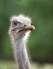 Head Of  Ostrich Emu Close Up..
