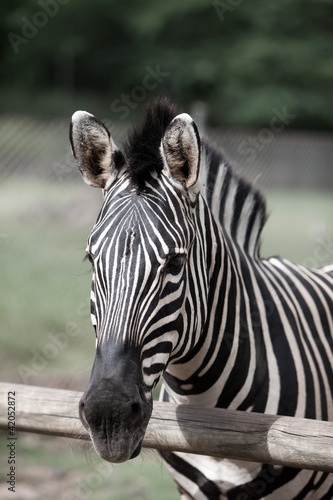 Obraz na płótnie canvas dwuczęściowy "dyptyk" Zebra