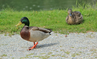 Wall Mural - Couple of mallard ducks