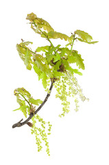 Sticker - Blooming oak twig isolated on white background