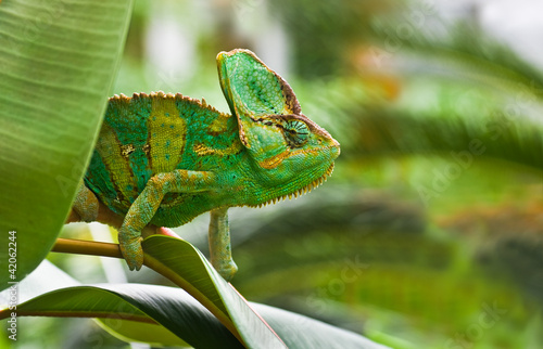 Fotoboard na płycie Zielony jemenchameleon lub chamaelio calyptratus