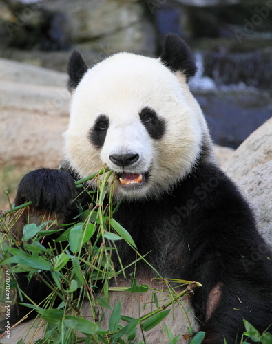 Board z aluminiowym obramowaniem Gigantyczne panda jedzenia liści bambusa