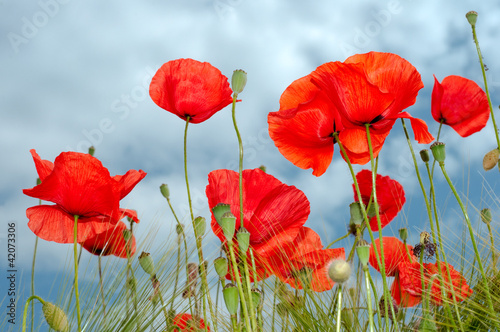 Tapeta ścienna Czerwony poppy widok z belowl