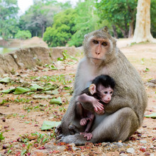 Monkey With Its Baby