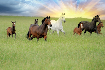 Wall Mural - horse