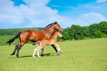 Wall Mural - horses