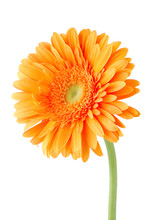 Orange Gerbera Daisy Flower