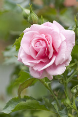 Pink rose with water drops in a garden