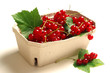 Red currant - Ribes rubrum