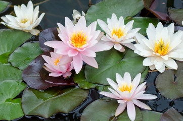 Canvas Print - water lily bacground