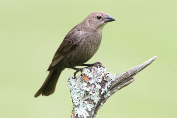 Aufkleber - Female Cowbird On A Perch