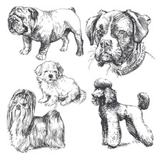 Hand Drawn Dogs