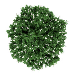 Wall Mural - top view oakleaf hydrangea bush isolated on white background