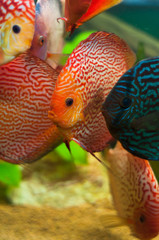 Poster - Discus fish