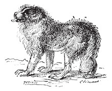 Newfoundland Dog, Vintage Engraving.