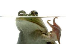 Bullfrog In Water
