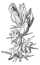 Gorse Or Ulex Sp., Vintage Engraving
