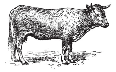 Poster - Garonne cattle, vintage engraving.