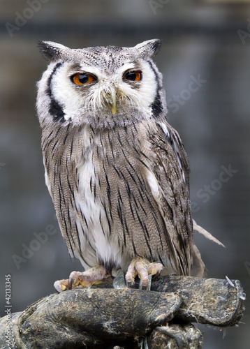 Plakat na papierze fotorealistycznym Puchacz, bubo bubo