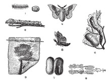 Silkworm Or Bombyx Mori, Vintage Engraving