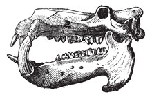 Ivory, Hippo Skull, Vintage Engraving.