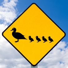 Roadsign Warning, Ducks With Ducklings Crossing