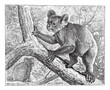 Koala, vintage engraving.