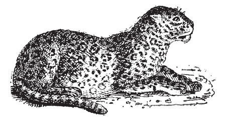 Sticker - Leopard or Panthera pardus, vintage engraving