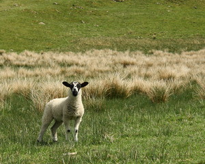 Wall Mural - watchfull lamb in meadow