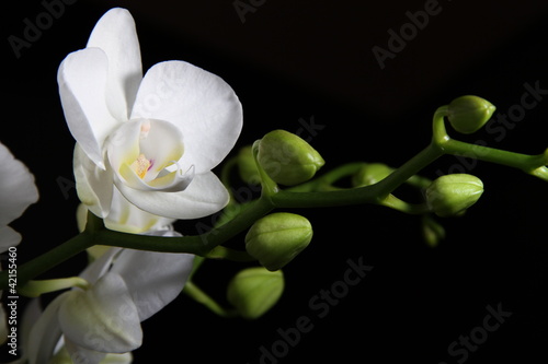 Obraz na płótnie canvas czteroczęściowy "tetraptyk" Orchidea bianca - phalaenopsis