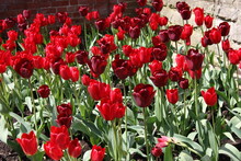 A Flower Bed Display Of Beautiful Red Tulips.