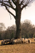 © chelle129 - Gathered round a tree
