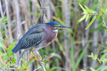 Wall Mural - green heron, butorides virescens