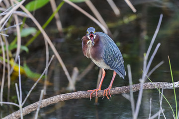 Wall Mural - green heron, butorides virescens