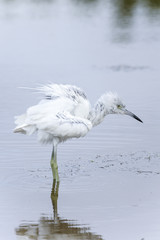 Wall Mural - egretta caerulea, little blue heron