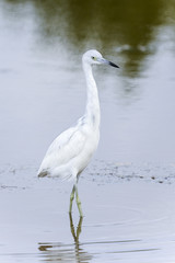 Wall Mural - egretta caerulea, little blue heron