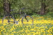 Fahrrad in gelber Blumenwiese mit Löwenzahn