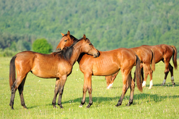 Wall Mural - Horse