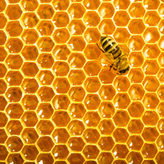 Wall Mural - Close up view of the working bees on honeycells.