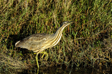 Wall Mural - american bittern, botaurus lentiginosus
