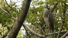 Black-crowned Night Heron On Tree Branch