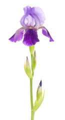 Fotomurales - Iris flower on a slender stalk