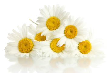 Poster - beautiful daisies flowers isolated on white