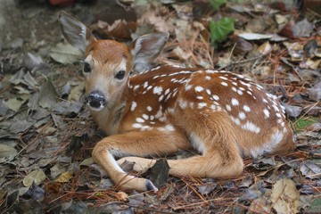 white-tailed deer fawn