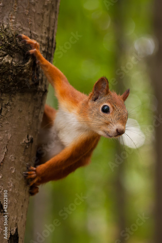 Naklejka na szybę Red squirrel