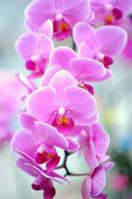 A Cluster Of Pink Orchids