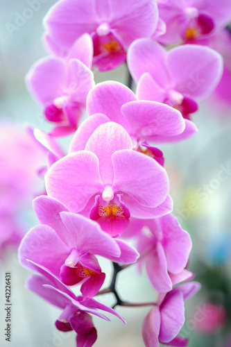 Obraz na płótnie canvas trzyczęściowy "tryptyk" Grupa różowych orchidei